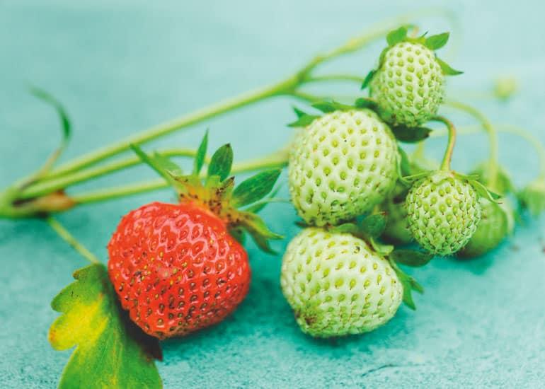 Organic strawberries ripening on a vine