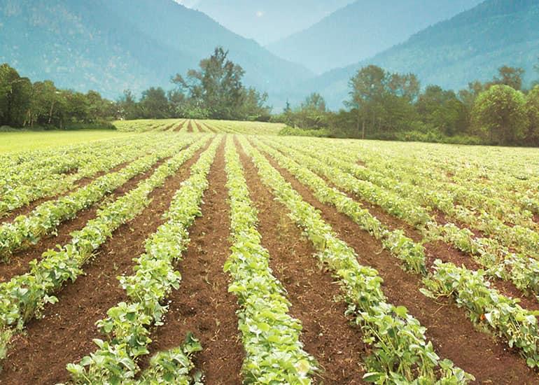 A view of a field at the Cascadian Organic Farm