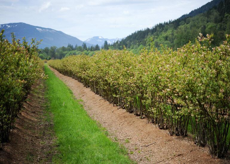 A row of produce growing at a farm with mountains in the background