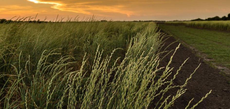 Fields of wheat