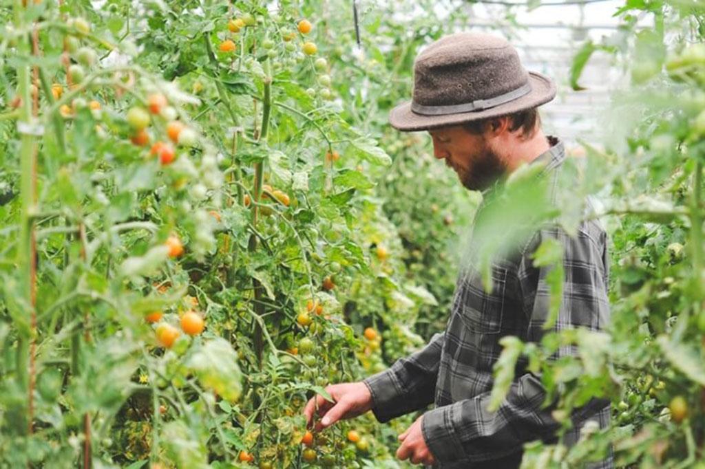 Person wearing a farming hat in between rows in a greenhouse